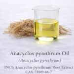 Anacyclus pyrethrum Oil